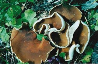 Иллюстрация к книге — Малоизвестные съедобные грибы [i_210.jpg]