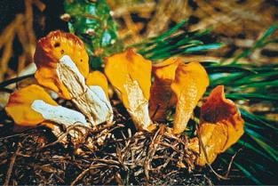 Иллюстрация к книге — Малоизвестные съедобные грибы [i_212.jpg]