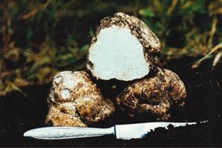 Иллюстрация к книге — Малоизвестные съедобные грибы [i_215.jpg]