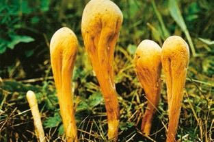 Иллюстрация к книге — Малоизвестные съедобные грибы [i_216.jpg]