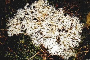 Иллюстрация к книге — Малоизвестные съедобные грибы [i_218.jpg]