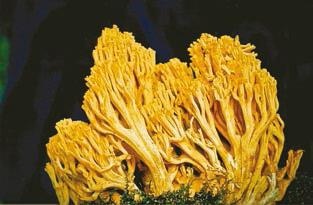 Иллюстрация к книге — Малоизвестные съедобные грибы [i_221.jpg]