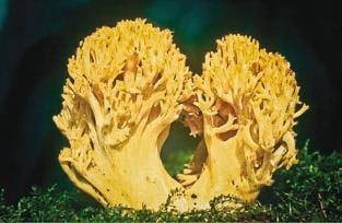 Иллюстрация к книге — Малоизвестные съедобные грибы [i_222.jpg]