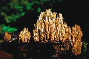 Иллюстрация к книге — Малоизвестные съедобные грибы [i_223.jpg]