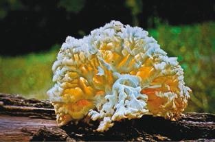 Иллюстрация к книге — Малоизвестные съедобные грибы [i_224.jpg]