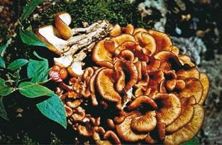 Иллюстрация к книге — Малоизвестные съедобные грибы [i_226.jpg]