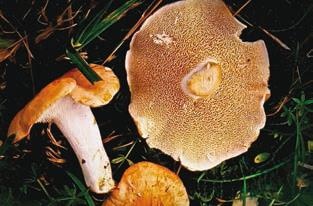 Иллюстрация к книге — Малоизвестные съедобные грибы [i_227.jpg]