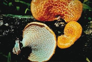 Иллюстрация к книге — Малоизвестные съедобные грибы [i_230.jpg]