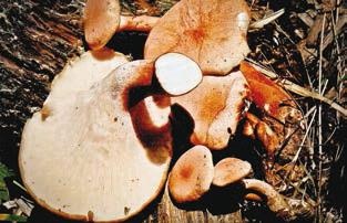 Иллюстрация к книге — Малоизвестные съедобные грибы [i_232.jpg]