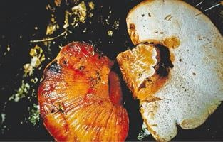 Иллюстрация к книге — Малоизвестные съедобные грибы [i_236.jpg]