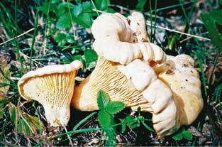 Иллюстрация к книге — Малоизвестные съедобные грибы [i_237.jpg]