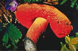 Иллюстрация к книге — Малоизвестные съедобные грибы [i_238.jpg]