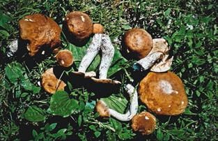 Иллюстрация к книге — Малоизвестные съедобные грибы [i_241.jpg]