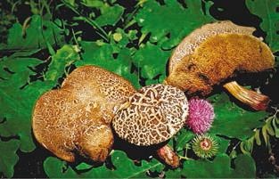 Иллюстрация к книге — Малоизвестные съедобные грибы [i_242.jpg]