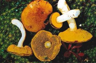 Иллюстрация к книге — Малоизвестные съедобные грибы [i_243.jpg]