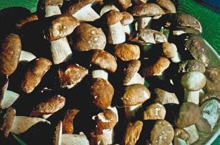 Иллюстрация к книге — Малоизвестные съедобные грибы [i_245.jpg]