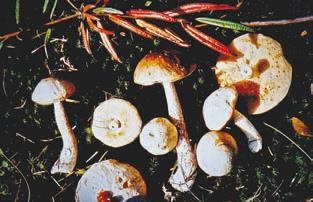 Иллюстрация к книге — Малоизвестные съедобные грибы [i_246.jpg]