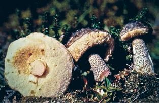 Иллюстрация к книге — Малоизвестные съедобные грибы [i_247.jpg]