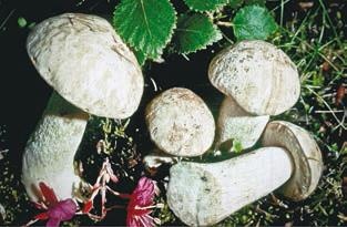 Иллюстрация к книге — Малоизвестные съедобные грибы [i_250.jpg]