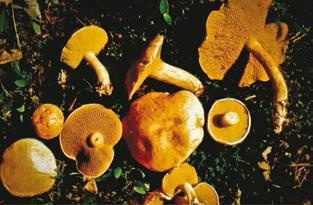 Иллюстрация к книге — Малоизвестные съедобные грибы [i_251.jpg]