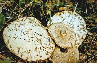 Иллюстрация к книге — Малоизвестные съедобные грибы [i_254.jpg]