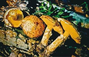 Иллюстрация к книге — Малоизвестные съедобные грибы [i_255.jpg]