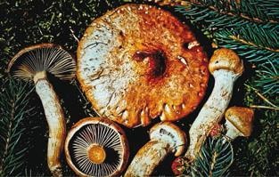 Иллюстрация к книге — Малоизвестные съедобные грибы [i_256.jpg]