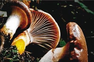 Иллюстрация к книге — Малоизвестные съедобные грибы [i_257.jpg]