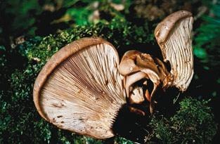 Иллюстрация к книге — Малоизвестные съедобные грибы [i_259.jpg]