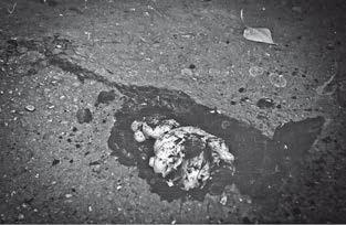 Иллюстрация к книге — Малоизвестные съедобные грибы [i_262.jpg]