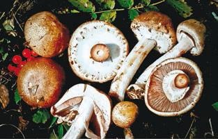 Иллюстрация к книге — Малоизвестные съедобные грибы [i_264.jpg]