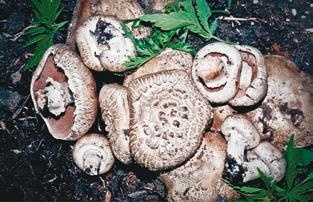 Иллюстрация к книге — Малоизвестные съедобные грибы [i_265.jpg]