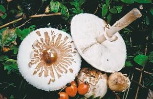 Иллюстрация к книге — Малоизвестные съедобные грибы [i_266.jpg]