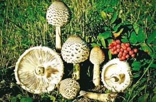 Иллюстрация к книге — Малоизвестные съедобные грибы [i_267.jpg]