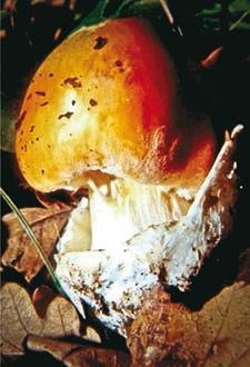 Иллюстрация к книге — Малоизвестные съедобные грибы [i_271.jpg]