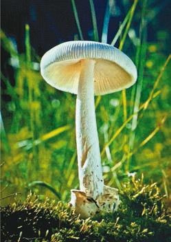 Иллюстрация к книге — Малоизвестные съедобные грибы [i_274.jpg]