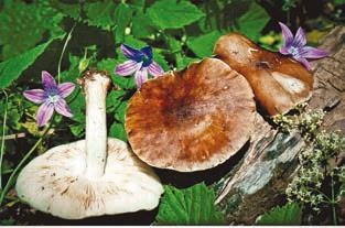 Иллюстрация к книге — Малоизвестные съедобные грибы [i_276.jpg]