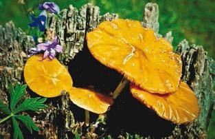 Иллюстрация к книге — Малоизвестные съедобные грибы [i_277.jpg]