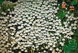 Иллюстрация к книге — Малоизвестные съедобные грибы [i_281.jpg]