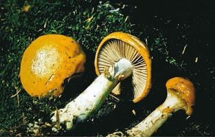 Иллюстрация к книге — Малоизвестные съедобные грибы [i_284.jpg]