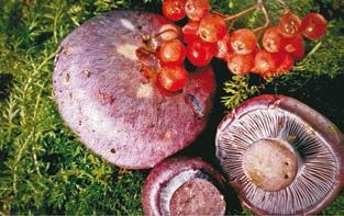 Иллюстрация к книге — Малоизвестные съедобные грибы [i_285.jpg]