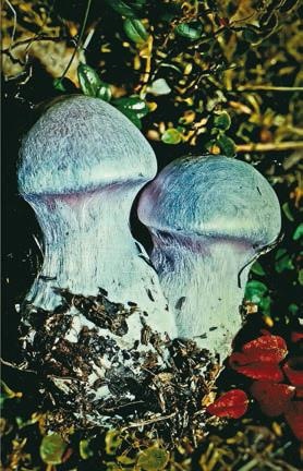 Иллюстрация к книге — Малоизвестные съедобные грибы [i_288.jpg]