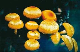 Иллюстрация к книге — Малоизвестные съедобные грибы [i_290.jpg]