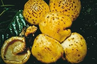 Иллюстрация к книге — Малоизвестные съедобные грибы [i_291.jpg]