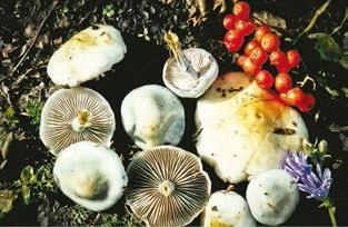 Иллюстрация к книге — Малоизвестные съедобные грибы [i_294.jpg]