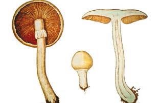 Иллюстрация к книге — Малоизвестные съедобные грибы [i_296.jpg]