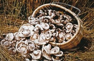 Иллюстрация к книге — Малоизвестные съедобные грибы [i_297.jpg]