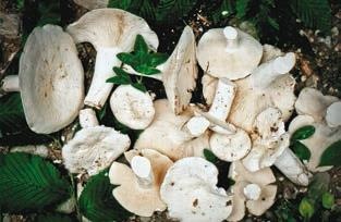 Иллюстрация к книге — Малоизвестные съедобные грибы [i_299.jpg]