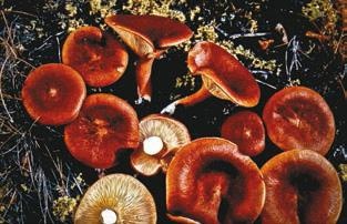 Иллюстрация к книге — Малоизвестные съедобные грибы [i_302.jpg]