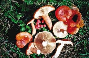 Иллюстрация к книге — Малоизвестные съедобные грибы [i_303.jpg]